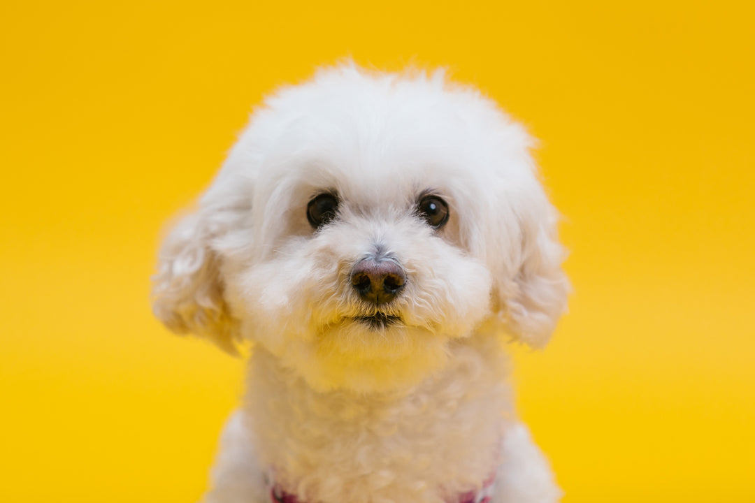 Must have items for your Fur Baby – and for you!